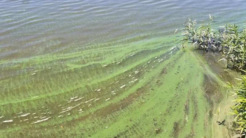 Toxic blue-green algae can cause adverse health effects